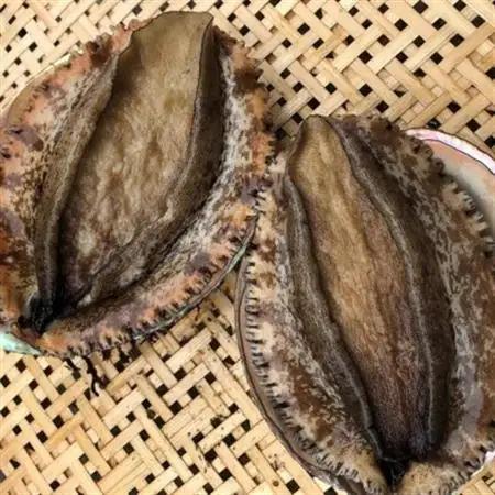 【先行予約】【金曜日発送】漁師直送!天然活メガイアワビ約500～600g(1～2枚)【配送不可地域：離島・北海道・沖縄県・中国・四国・九州】【1693534】