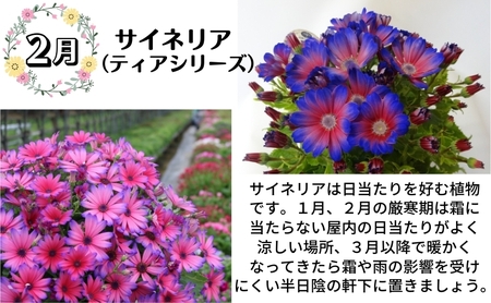 モリヒロ園芸が育てたお花とトマトの定期便（年間11回） 植物 瀬戸内 温暖 気候 鉢花 ギフト 記念日 