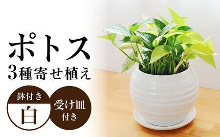 観葉植物ポトス オウゴンカズラ 3種 ボール形(白) 観葉植物 [ACYK007]