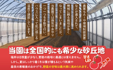 越のルビー 農家直送 フルーツトマト2kg 福井県産ブランドトマト【とまと トマト ミディトマト 野菜 生野菜 美容 健康 新鮮 産地直送 贈答 ギフト 国産】 [A-21801]