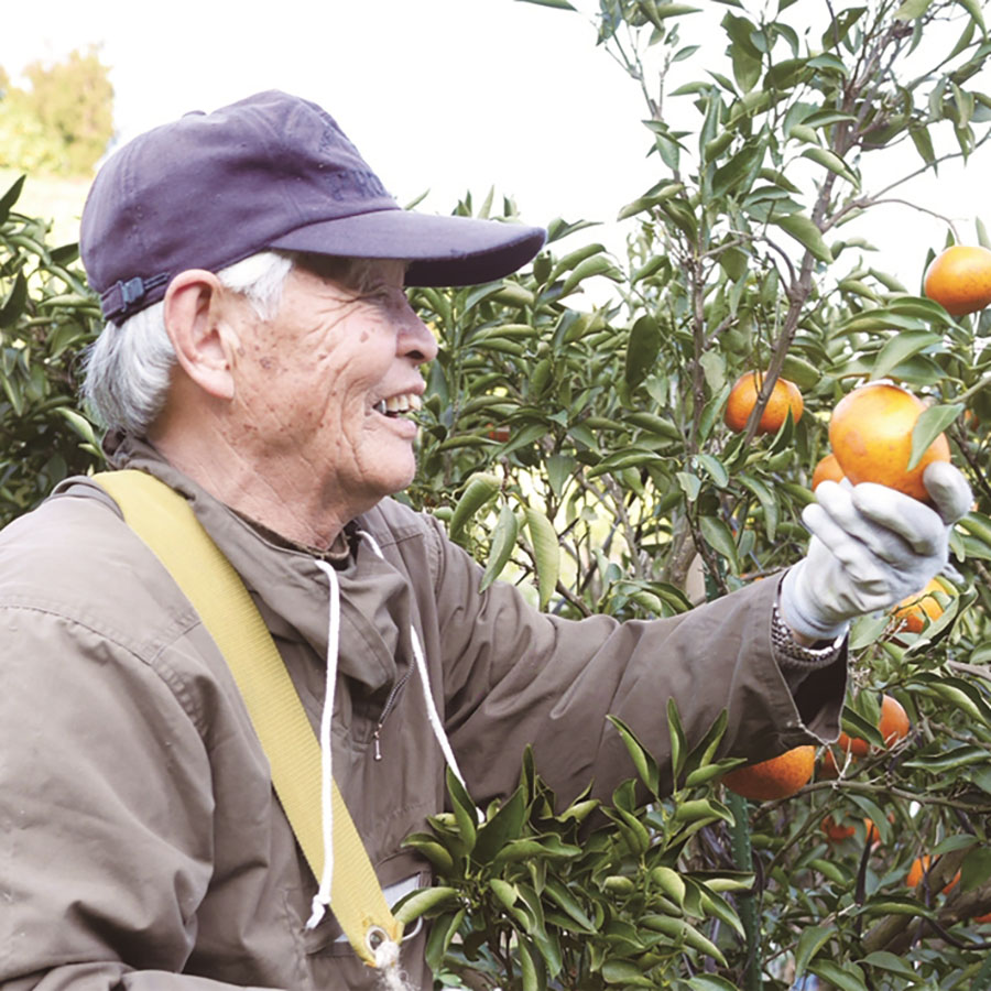 ＜無茶々園＞見た目は悪いが味は絶品　せとか3kg