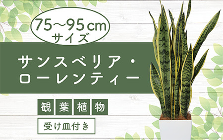 2025年6月上旬～発送【観葉植物】サンスベリア・ローレンティー75cm～95cm(Green Base/022-1411) 南国鹿児島県で育った 観葉植物！植物 鉢付 インテリア 室内 オフィス おしゃれ プレゼント ギフト 開店祝い 移転祝い マイナスイオン【配送不可地域：北海道・沖縄県・離島】