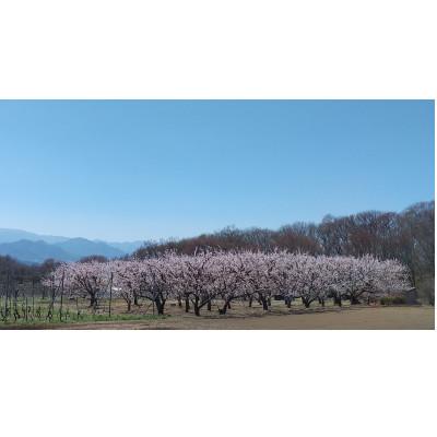 ふるさと納税 長野県 あんず ハーコット(生食用)約1kg 長野県産 産地直送 |  | 01