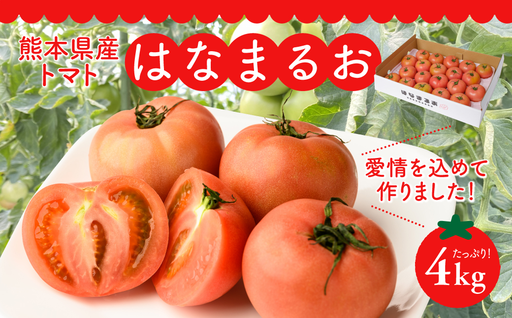 【順次発送】熊本県産 トマト はなまるお 4kg トマト とまと 八代市産