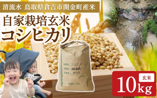 【令和7年産】コシヒカリ 玄米 10kg  お米 米 こめ コメ こしひかり 玄米 コシヒカリ ご飯 ごはん 鳥取県 倉吉市産