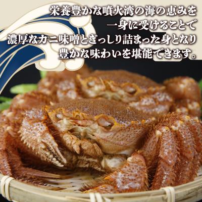 ふるさと納税 豊浦町 【令和8年度発送先行受付】活毛ガニ 2尾 (1尾550g前後) 毛ガニ 冷蔵 TYUR029 |  | 02