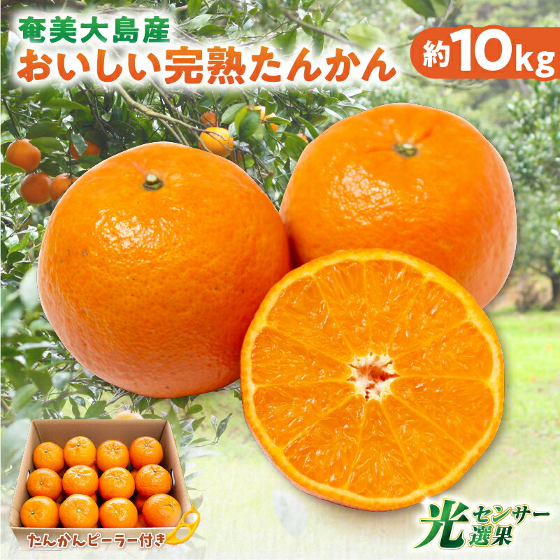 【ふるさと納税】【2026年先行予約】 奄美大島産 おいしい 完熟 たんかん 10kg 光センサー 選別 期間 数量 限定 予約 柑橘 みかん 果物 フルーツ 旬 甘い サイズ おまかせ 奄美大島 ピーラー付き フラスコ ふるさと納税 鹿児島 奄美市 おすすめ ランキング プレゼント ギフト