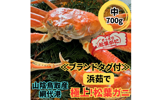 【ブランドタグ付】浜茹で！極上松葉ガニ（中）700g 鳥取網代港 鳥取 岩美 松葉がに かに ズワイガニ ※お届けは2026年11月中旬～【さかなや新鮮組】【22027】