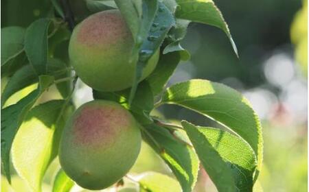 【先行予約】ふわっと香る紀州南高梅　青梅2kg ※2026年5月下旬～7月上旬頃に順次発送予定【期間限定：2026年6月15日まで】 / 和歌山 田辺市 紀州南高梅 南高梅 梅干し 梅干 梅 うめ 青