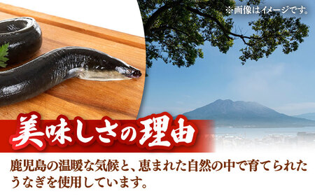 【全12回定期便】訳あり 鹿児島産 うなぎ 蒲焼 2尾セット 桂川町/山水商事[ADAH032]