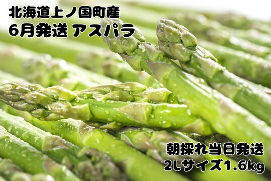 【ふるさと納税】【2026年6月発送】寅福菜園の朝採り6月限定アスパラ　2L（1.6kg）　グリーンアスパラ　朝採れ　農家直送　新鮮　ジューシー　特産品　北海道産