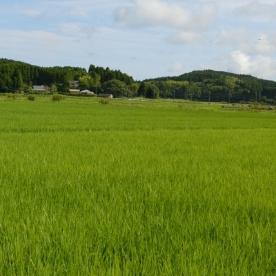 【令和6年産米】　千葉県いすみ市産　コシヒカリ精米5kg