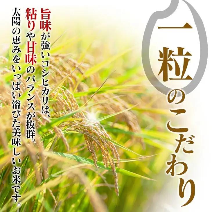 2週間以内に発送 無洗米 令和8年産 新米 コシヒカリ 20kg お米 ご飯 ライス 国産_GC4-26