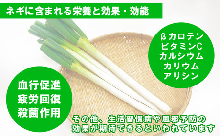 熊本県あさぎり町産　白ねぎ「球磨美人」Ｌサイズ×30本