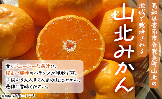 山北みかん(露地・S~Mサイズ)約5kg 家庭用