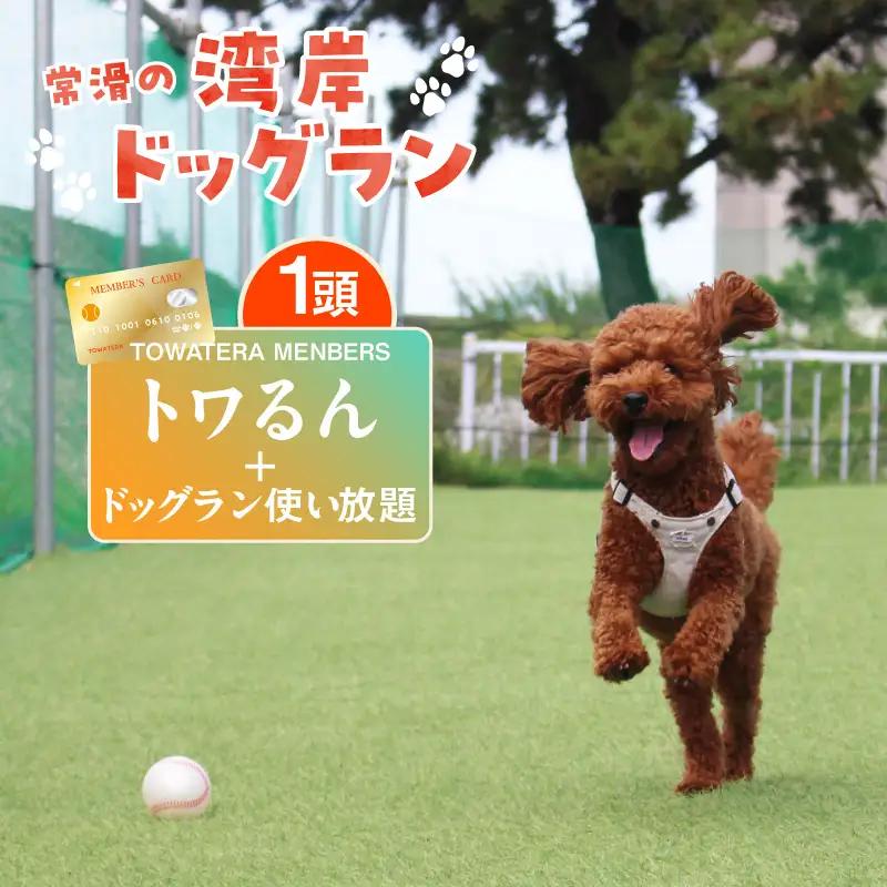 【TOWATERAメンバーズ】ドッグラン、ペットホテルなどをお得に利用できる「トワるん」会員入会＋ドッグラン使い放題【1頭】｜ペット 常滑市