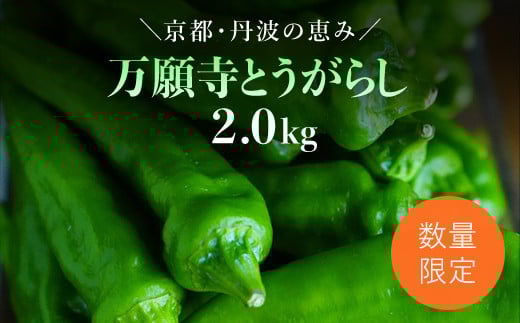 
            【2025年6月下旬発送開始！】万願寺とうがらし 2㎏ / ふるさと納税 京野菜 野菜 旬の野菜 万願寺とうがらし 伝統野菜 京都 京都府 福知山市 FCDB040
          