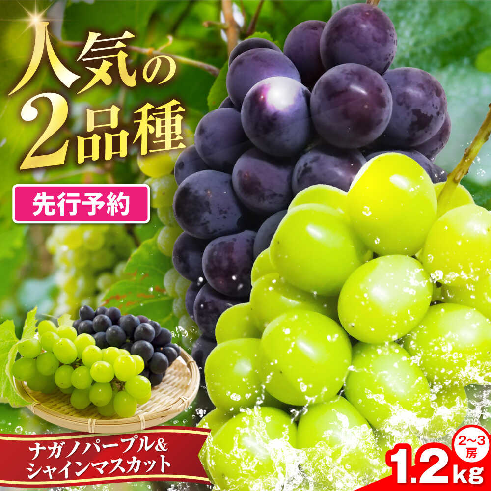 【ふるさと納税】【2026年8月中旬より順次発送】新鮮 ナガノパープル＆シャインマスカット1.2kg （2〜3房）《豊前市》 【トヨマエフルーツ】[VEL002] 果物 フルーツ マスカット ぶどう ブドウ 葡萄 秀品 甘い