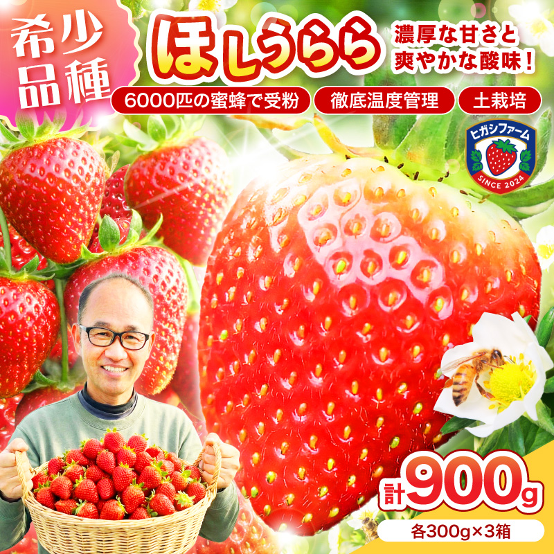【2027年1月～5月発送予定】【糖度12〜15度の希少品種】いちご ほしうらら 約900g（約300g×1パック×3箱） ※お届け不可地域あり【121D-003-2027】