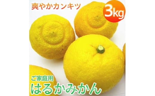 【先行予約】【人気柑橘】 有田育ちの はるか みかん（訳あり 家庭用）3kg+200g(痛み補償分) ※2027年1月下旬～2月下旬頃に順次発送予定 ※着日指定不可【ard141B】