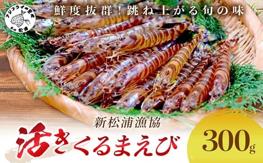 
            【 先行予約 】【宅配BOX不可】新松浦漁協 活きくるまえび300g（ふるさと納税 車海老 クルマエビ 車エビ 車えび くるまえび 海老 エビ えび 海鮮 送料無料 活き車えび）【B4-121】
          