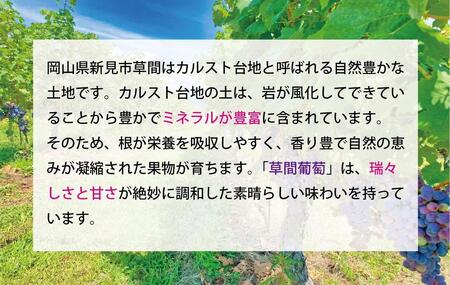 ぶどう 2025年 先行予約 カルスト台地で育ったピオーネ（１房）【ギフト用】贈答 ブドウ 葡萄  岡山市産 国産 フルーツ 果物 ギフト