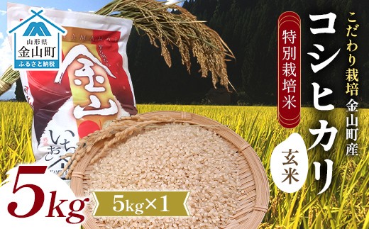 【令和7年度産】【数量限定】 特別栽培米 コシヒカリ玄米5kg 米 お米 ご飯 ブランド米 F4B-0762
