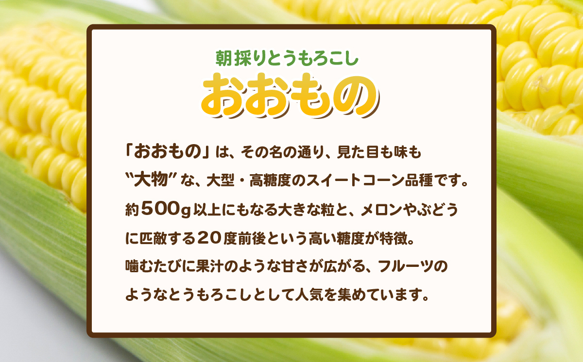 【 先行予約 】 朝採りとうもろこし 約6kg （ おおもの ） 【 2026年7月上旬～8月中旬ころ順次発送予定 】【 とうもろこし トウモロコシ とうきび 甘い スイーツ デザート コーン 人気 