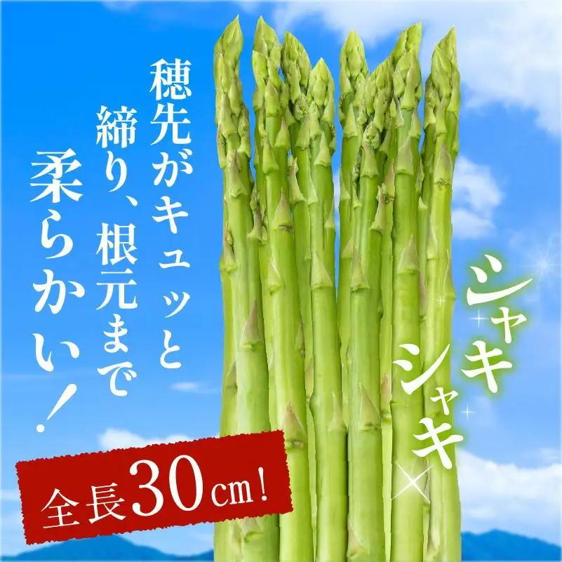 さぬきのめざめセミロング30cm(Mサイズ) 約1.1kg【2027-3月上旬～2027-3月下旬配送】