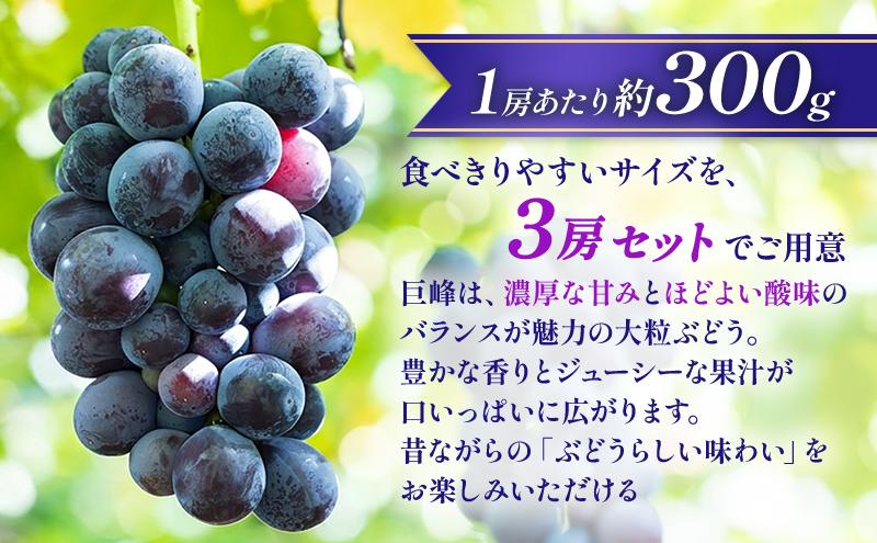 【★先行予約】【訳あり】長野県産巨峰 約300g×3房 見た目にワケあり 味はそのまま ぶどう ブドウ 果物 旬のフルーツ 長野県 上田 信州