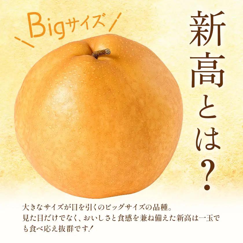 新高梨 3㎏ 日本フルーツ株式会社 梨