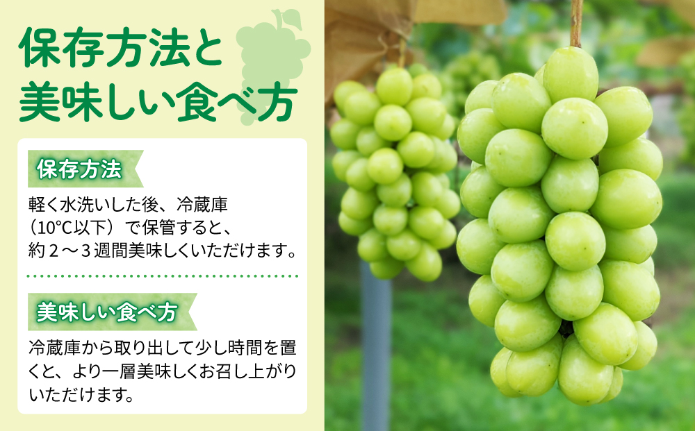 【先行受付2025年発送】家庭用シャインマスカット900g（2~4房）農薬節減長野県認証｜東御こもだ果樹園　※2025年9月下旬～10月下旬に発送予定