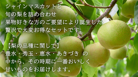 【 先行予約 】茨城県産 シャインマスカット1房と旬の梨詰め合わせ 約 3kg ( 茨城県共通返礼品 : 常陸太田市 )【 2026年 9月中旬頃より発送 】