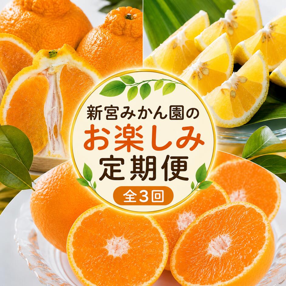 【ふるさと納税】新宮みかん園のお楽しみ定期便　3回コース 【2026年11月上旬～2027年5月中旬発送予定】 Q51x2