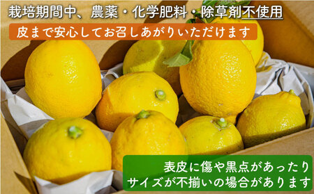 レモン 瀬戸内レモン 1.2kg 数量限定 【MCF015】