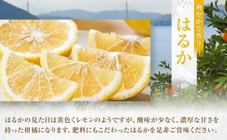 爽やかな甘さのはるか　4.5ｋｇ　＜2026年2月下旬より発送開始＞【みかん 柑橘 広島県 尾道市】