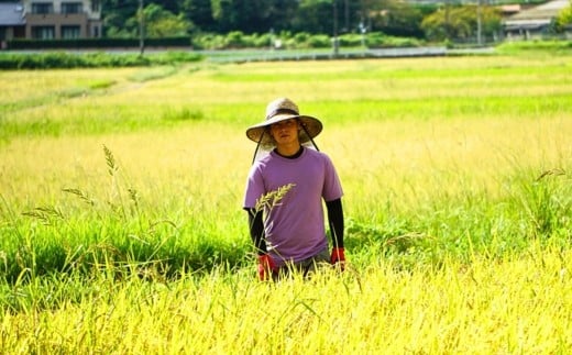 自然共生サイト米