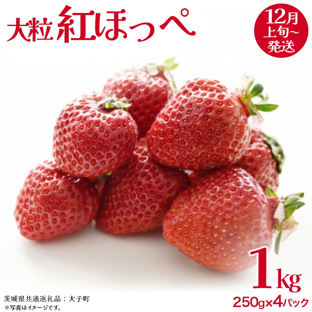 【ふるさと納税】紅ほっぺ 大粒 250g（8～12粒）×4パック【2025年12月上旬発送開始】(茨城県共通返礼品：大子町) いちご 苺 果物 フルーツ 果実