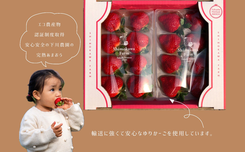 特別栽培の 濃厚 完熟 あまおう 約500g 約250g×2パック