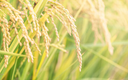 【ロマ佐賀】令和7年産 夢しずく5kg 白米 / 白米 / 白川製茶園 [41AIAB016]