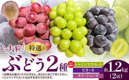 特選 大粒 ぶどう 2種 セット 約1.2kg ( 2房 ) シャインマスカット ＋ ピオーネ or クイーンニーナ 株式会社日本植生グループ本社 NISSHOKU FARM《9月下旬-12月末頃出荷》ブドウ 送料無料 岡山県 浅口市 【配送不可地域あり】 (離島)