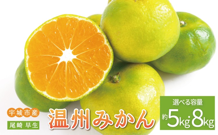 
                  先行予約 みかん 尾崎 早生 温州みかん 【選べる容量】 約5kg (30玉前後) または 約8kg (60玉前後) 【2026年12月上旬から12月下旬頃発送予定】早生みかん みかん ミカン 蜜柑 フルーツ 果物 くだもの ひでみかん
                