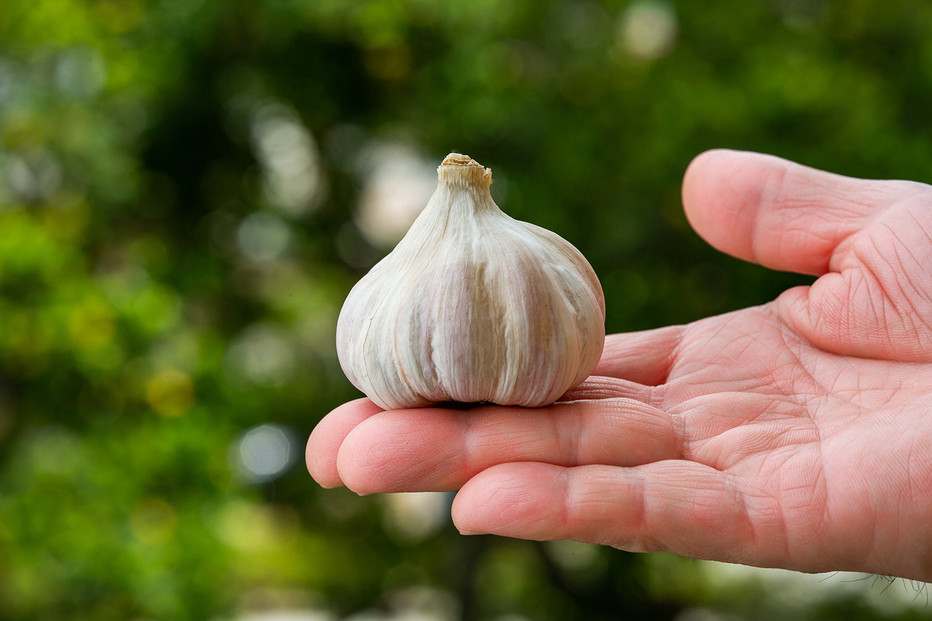 沖繩県産やんばる若鶏の丸焼き ハイグレードローストチキン ハーブ味&しおコショウ味 (2羽カット済み) ちょっとぜいたく チキンハウス 鶏肉 肉 にく 丸焼き 青森産ニンニク オリーブオイルを使用 ギ