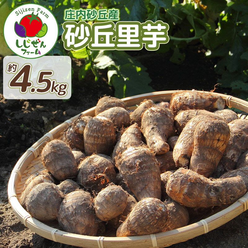【ふるさと納税】【令和7年産先行予約】庄内砂丘産　砂丘里芋　約4.5kg | さといも