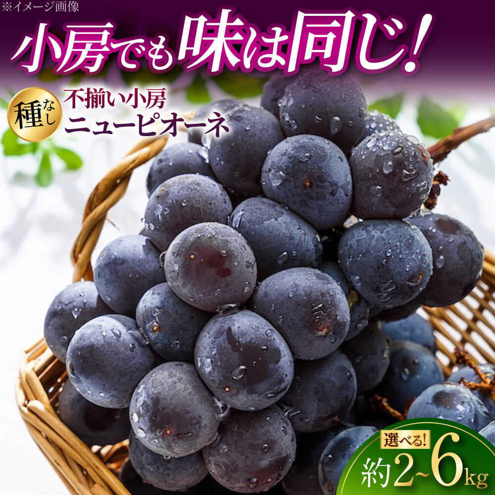 【ふるさと納税】【先行予約 / 選べる容量】【訳あり】 ピオーネ 5房 (2kg / 4kg / 6kg) ＜8月下旬頃から順次発送＞ 数量限定 期間限定 ぶどう ニューピオーネ 不揃い 小房 家庭用 自宅用 種なし フルーツ 果物 ブドウ 甘い 広島県産 人気 三次市 / 黒瀬ぶどう園 [APAB003]