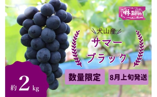 19-13_【期間限定・数量限定】林ファーム園主イチオシ！犬山産 極甘 サマーブラック 約2キロ（先行予約） ｜ ぶどう 甘い 2キロ 限定 夏 林ファーム 房 ブドウ 大粒 犬山 珍しい 贈答 プレゼント ご褒美 進物 種なし