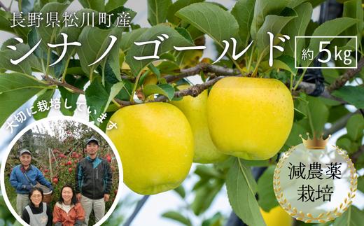 YN16-26A【先行予約】りんご シナノゴールド 約5kg 減農薬栽培 秀品／2026年10月下旬頃から配送予定 // 長野県 南信州 松川町 安心 安全 減農薬栽培 贈答 りんご リンゴ シナノゴールド 黄色りんご
