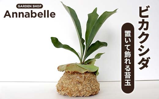 FKK19-927 ビカクシダ 置いて飾れる苔玉 観葉植物 苔玉 植物 プラント 園芸 ガーデニング インテリア