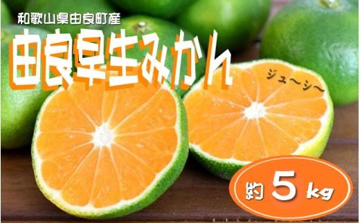 
                  【先行予約】和歌山由良町産 由良早生みかん 約5kg  訳あり キズ 御家庭用 サイズ混合【sml135】
                