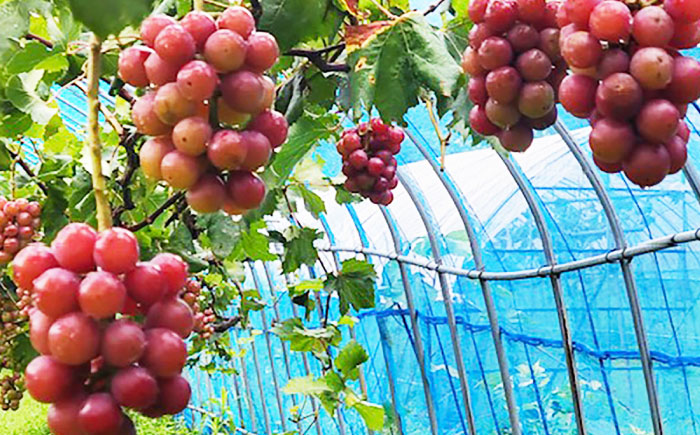 クイーンニーナ 2房 五島市/HPIファーム [PCP018]